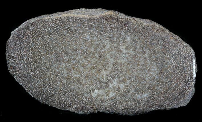 Polished, Agatized Dinosaur Bone Section - #36079